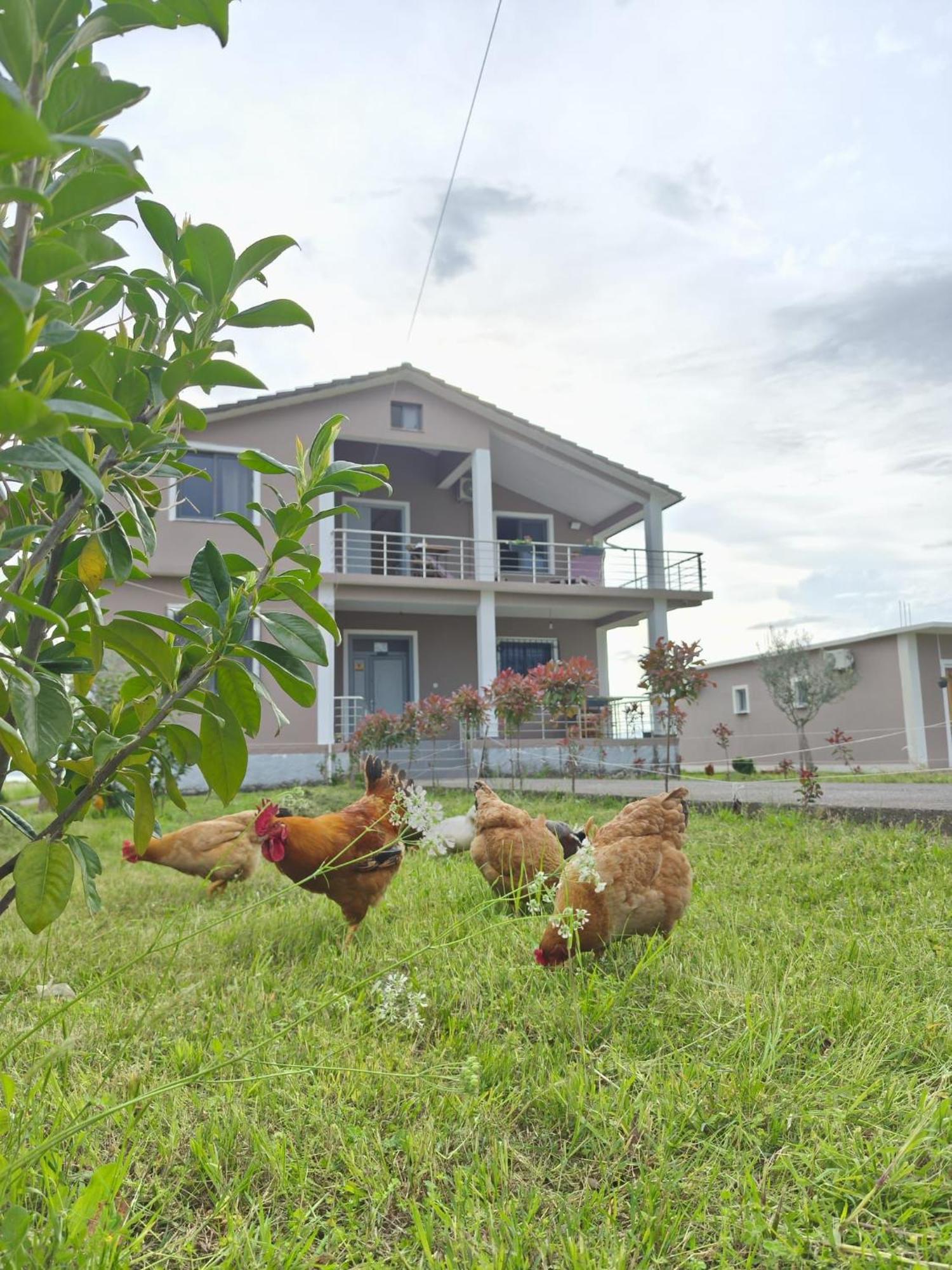 Hotel Villa Ballkan Grilë Buitenkant foto